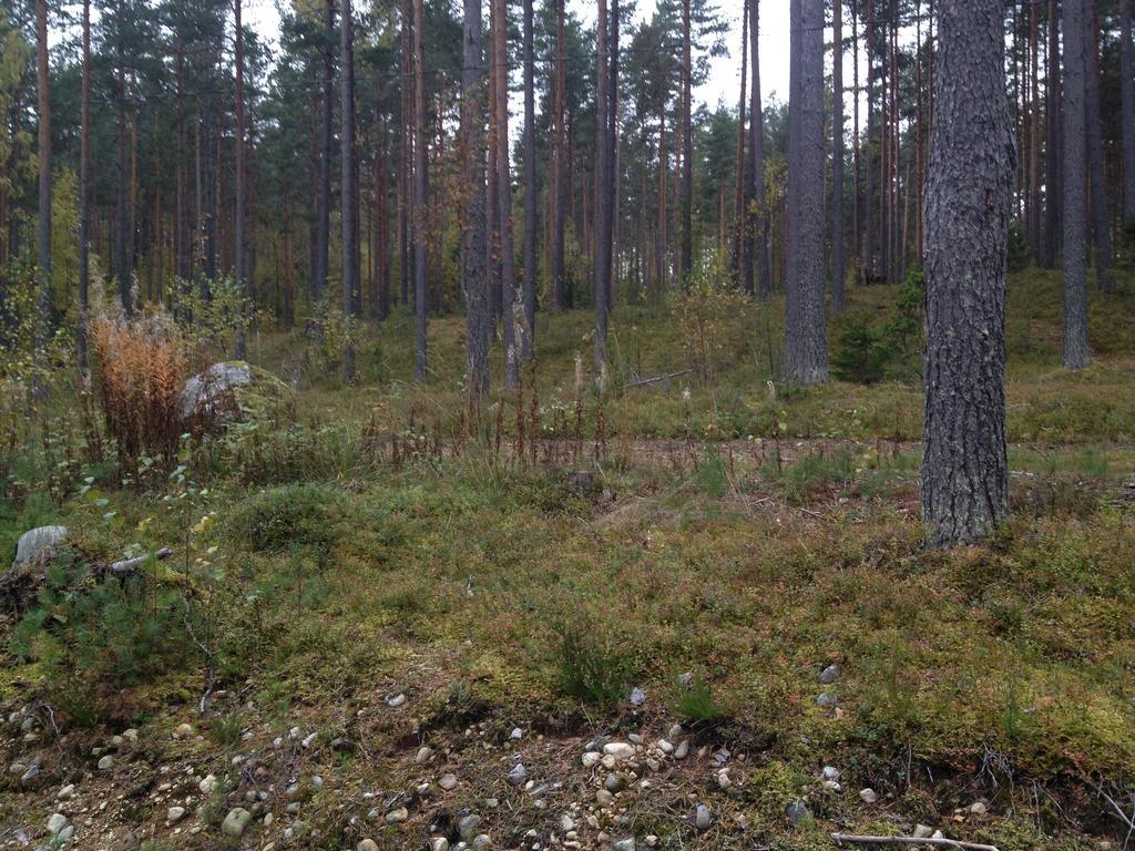 Kultainen Kaava Cottages Padasjoki Buitenkant foto